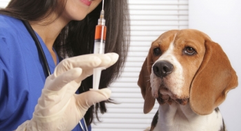 Campanha de vacinação contra raiva segue até dia 30 de outubro